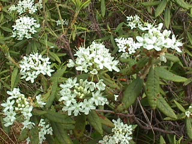 what tundra animals eat labrador tea